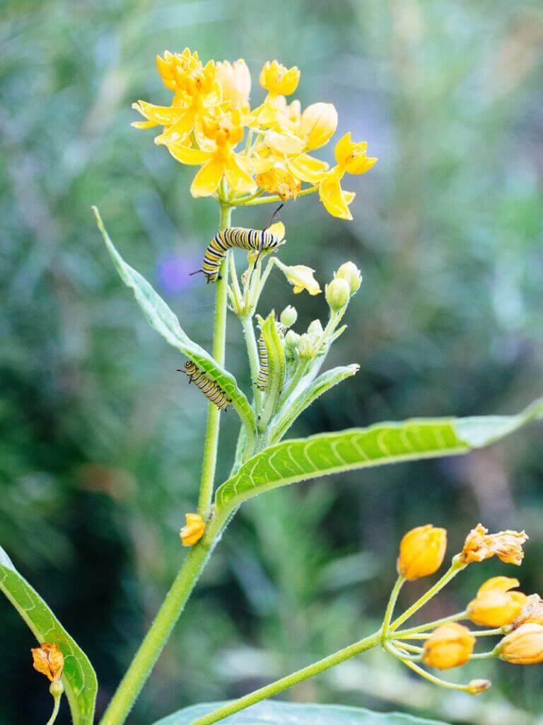 Hungry monarch caterpillars