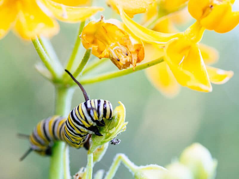 Monarch caterpillar on native milkweed plant