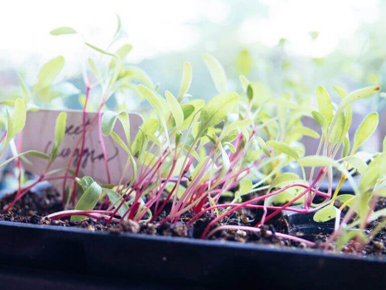 7 Simple Fixes for Leggy Seedlings How to Help Your Plants Grow