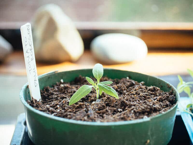 Bury the stems of leggy tomato seedlings