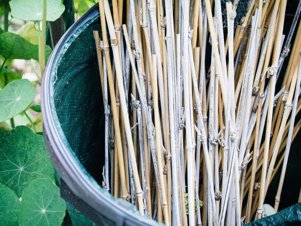 Repurpose bamboo trimmings into garden stakes
