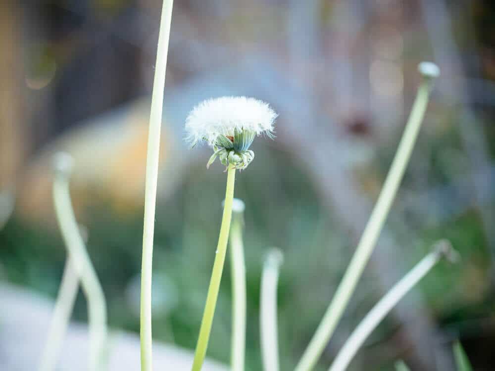 Dandelions are an important source of food for wildlife