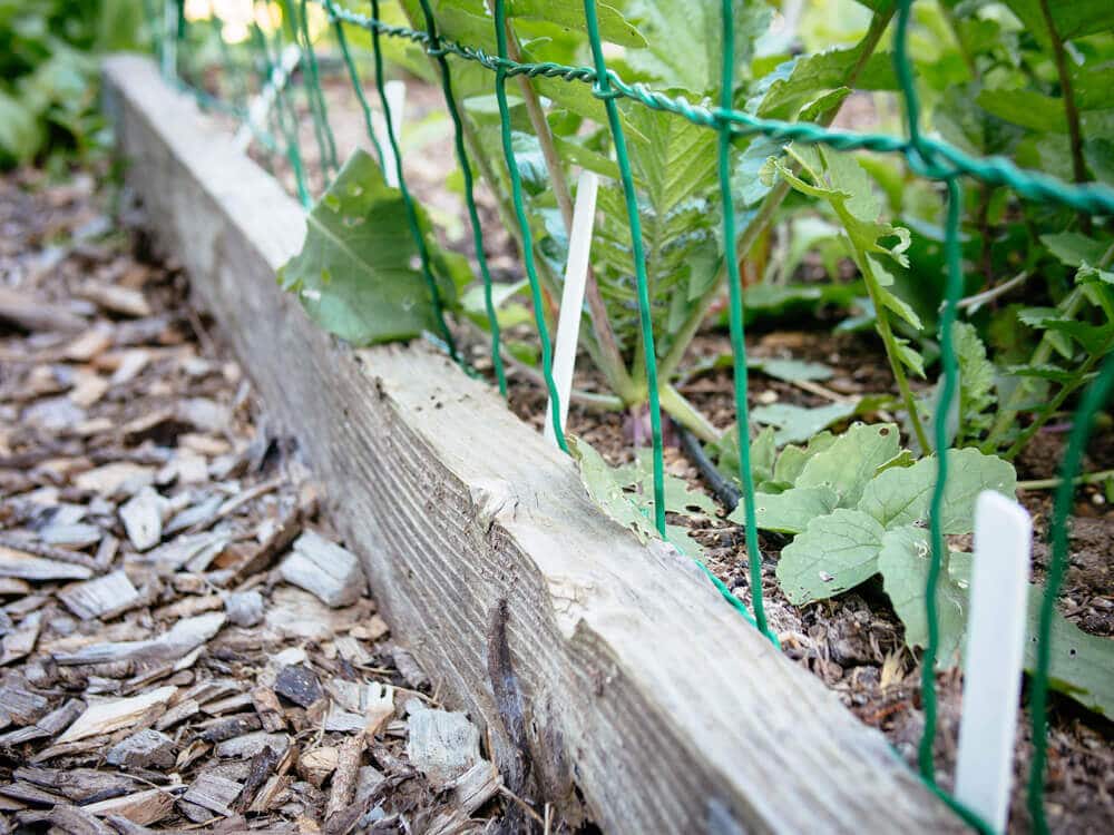 Wire border fencing deters critters from digging in beds