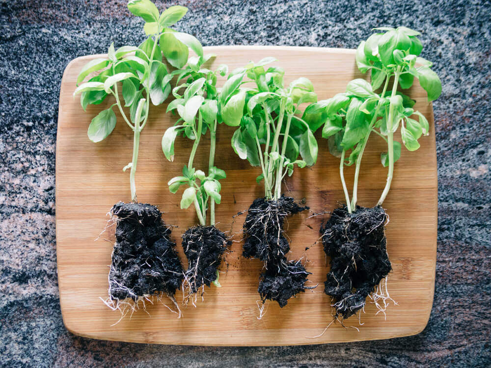 Divide your supermarket herbs into several smaller sections