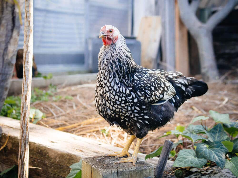 Meet Harlow, our Silver Laced Wyandotte