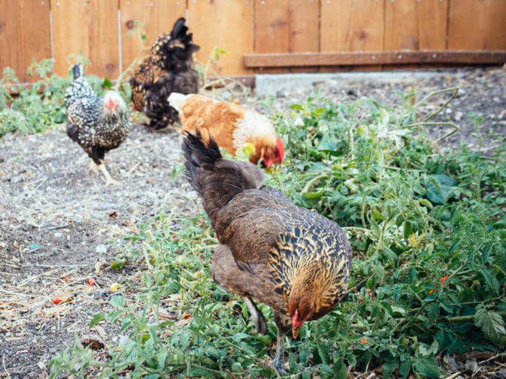 The Safest Way to Introduce New Chickens to Your Flock - Garden Betty