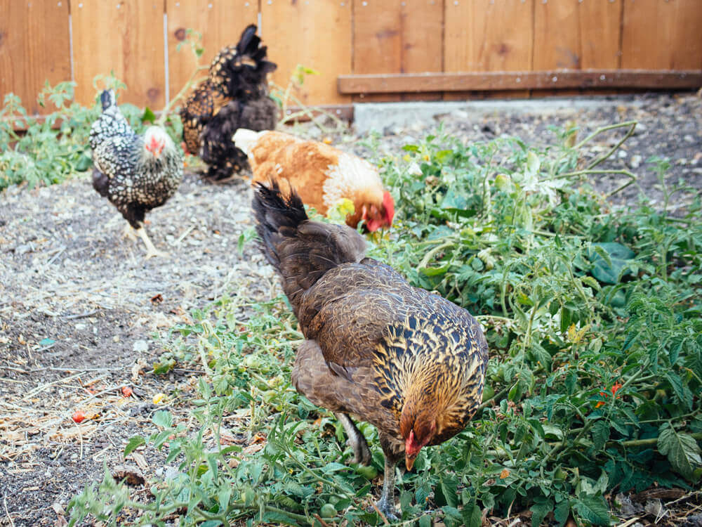 How to support a healthy backyard flock integration