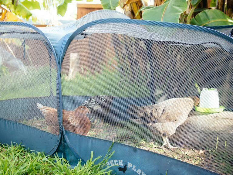 The Safest Way to Introduce New Chickens to Your Flock – Garden Betty