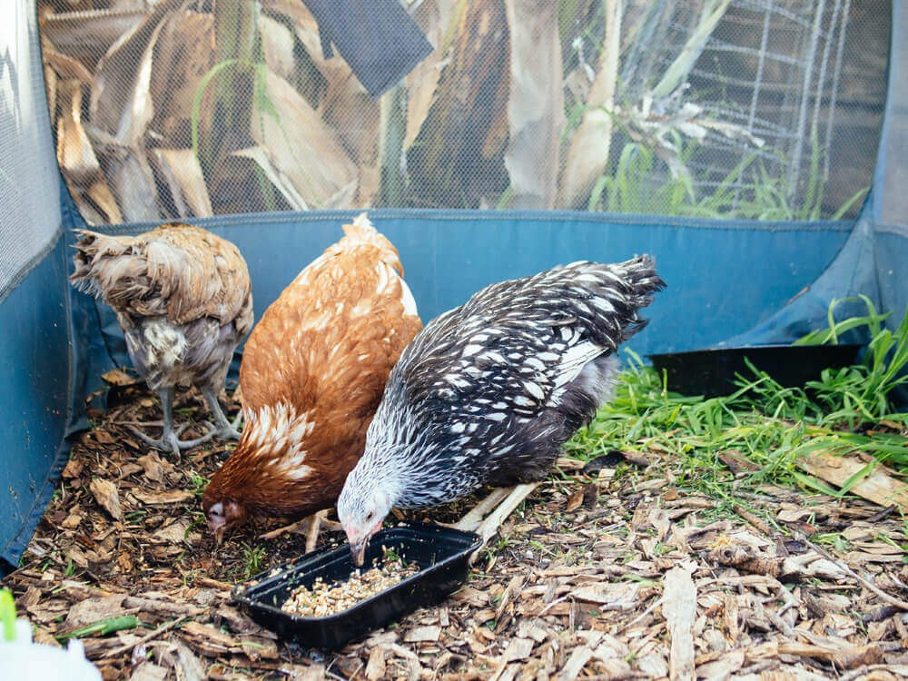 Pullets in quarantine for a four-week period