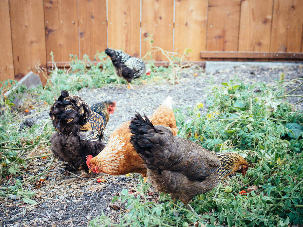 Free-ranging chickens tend to be too preoccupied to pick a fight