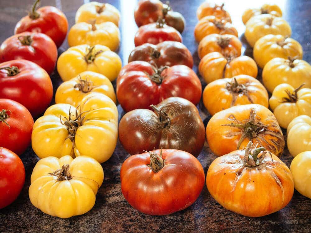 A rainbow of homegrown heirloom tomatoes