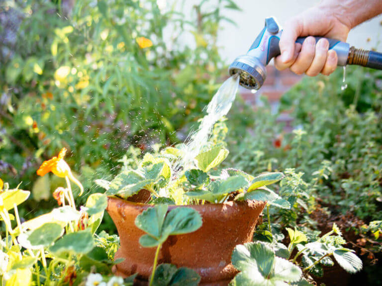 7 Hot-Weather Watering Tips to Survive a Heat Wave