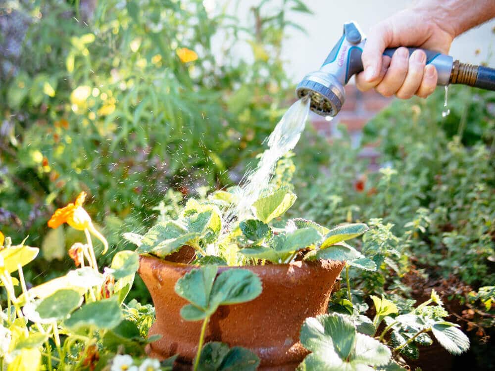 Surviving a heat wave: 6 hot weather watering tips