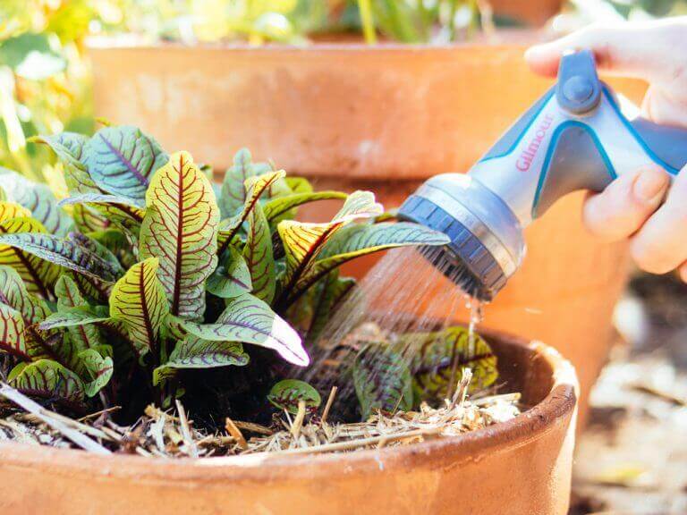 7 Ways to Help Your Plants Survive a Heat Wave - Garden Betty