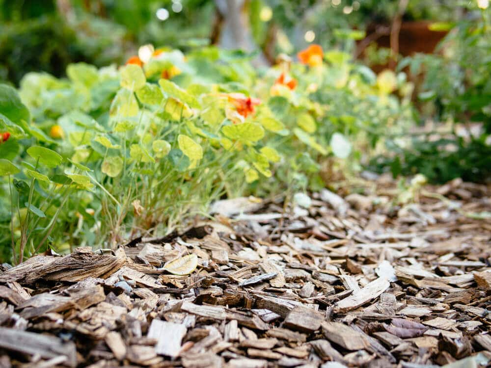 Lay a thick layer mulch to conserve moisture, regulate soil temperature, and reduce the spread of disease in the garden