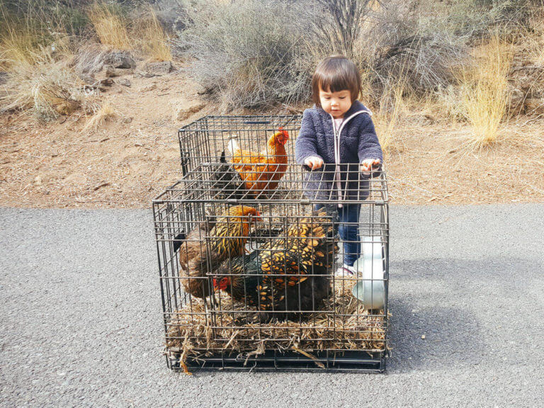 Poultry Catch Hook - The Good Life Backyard