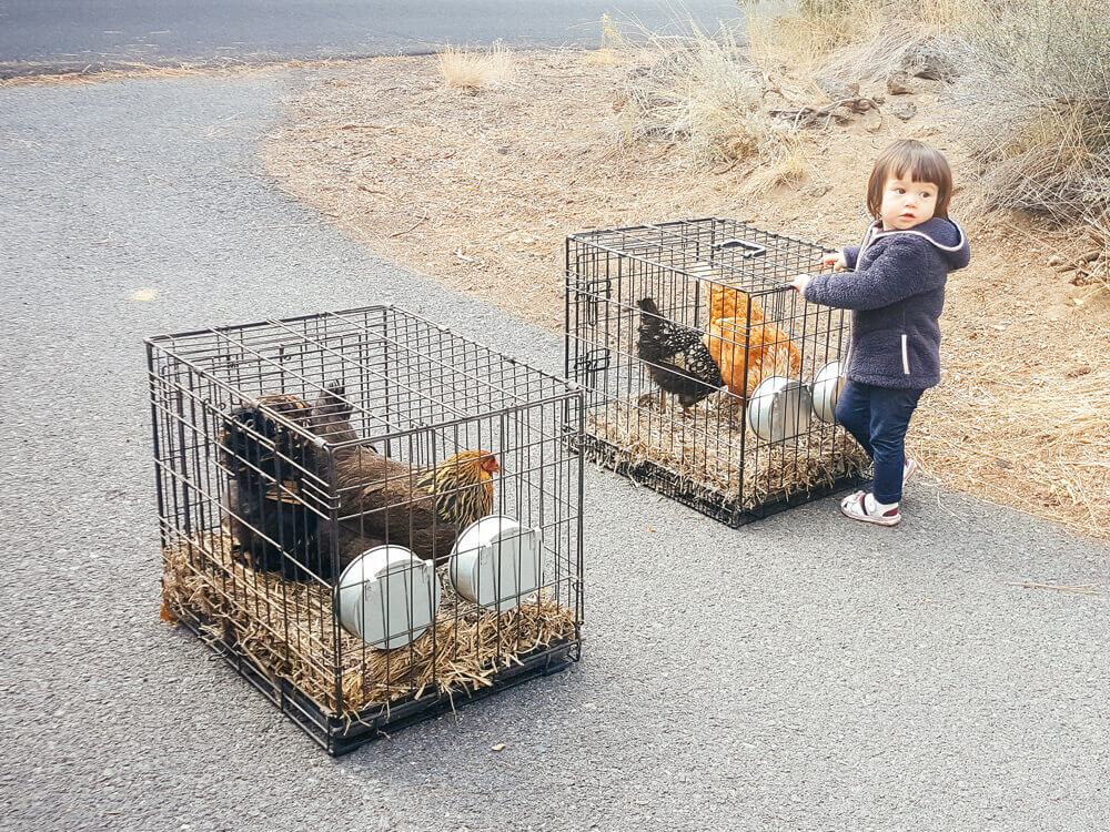 Transporting hens in wire dog crates
