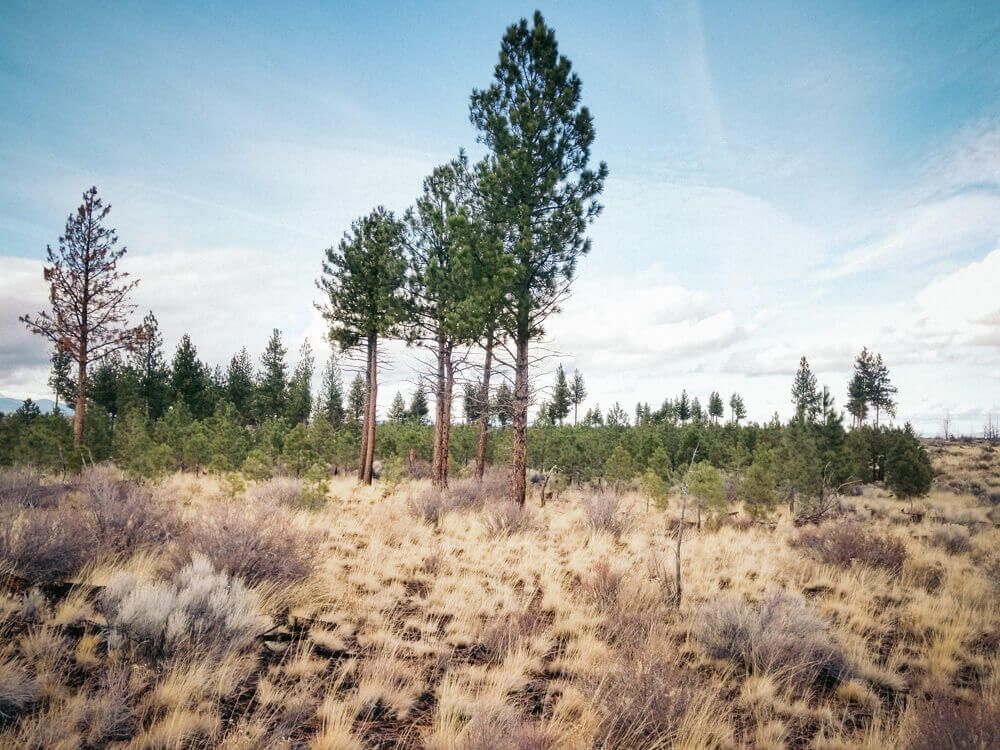 Pine forest in the Central Oregon high desert