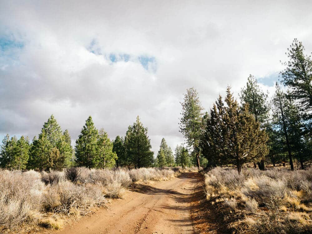 In search of a Christmas tree in Deschutes National Forest