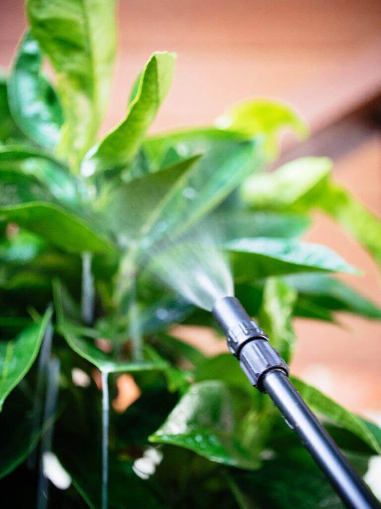 Get Rid of Pests With This 2-Ingredient Homemade Insecticide - Garden Betty
