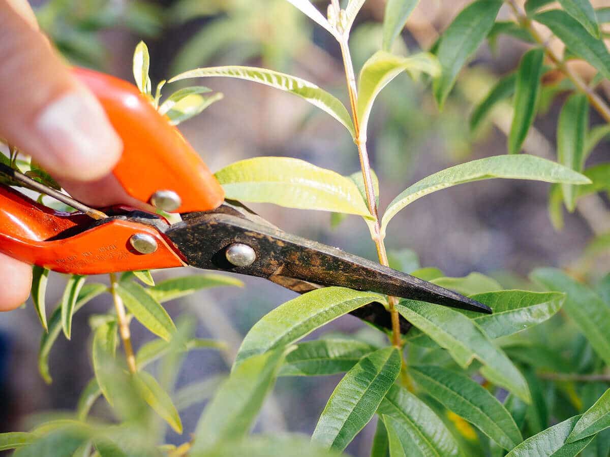 6 simple tips for maintaining your gardening tools