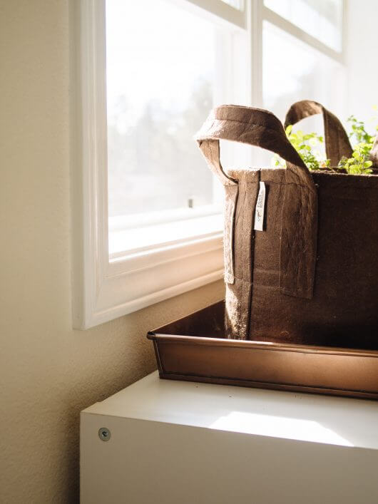 Herb overwintering in a fabric pot