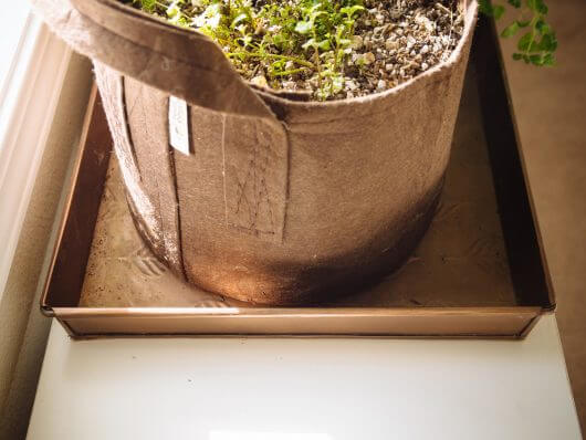 Boot trays make great watertight drip trays for plants