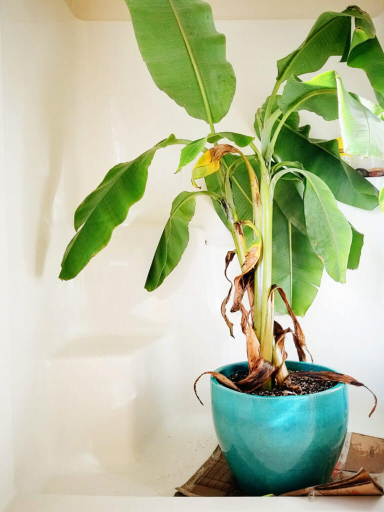 The Sneaky Way to Water Your Houseplants (and Why They Love the Shower)