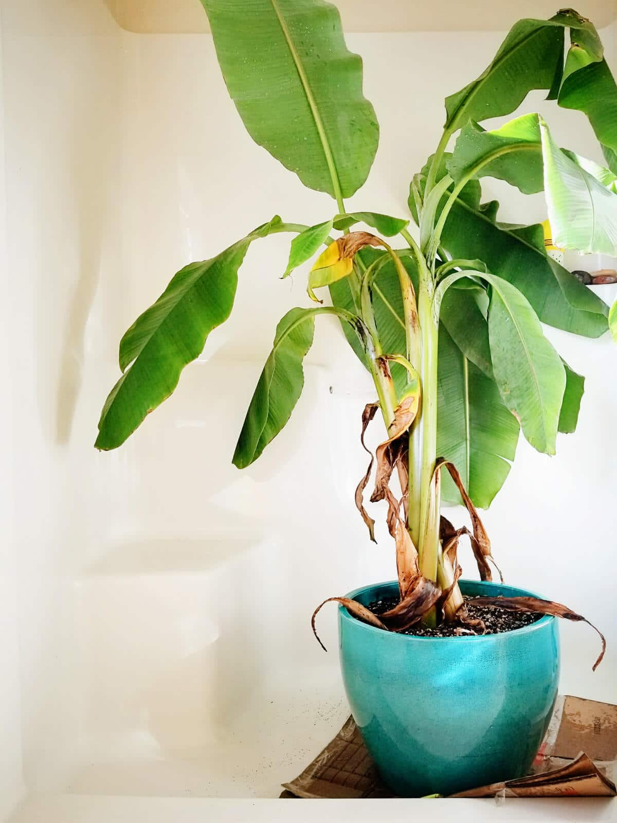 Spring cleaning tip: don't forget to shower your houseplants