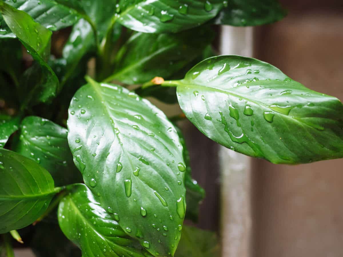 Rinse your houseplants in the sink or bathtub once a season