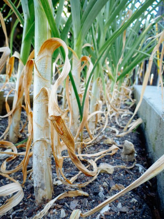 Each leaf above ground indicates a layer of protective paper wrapped around the bulb