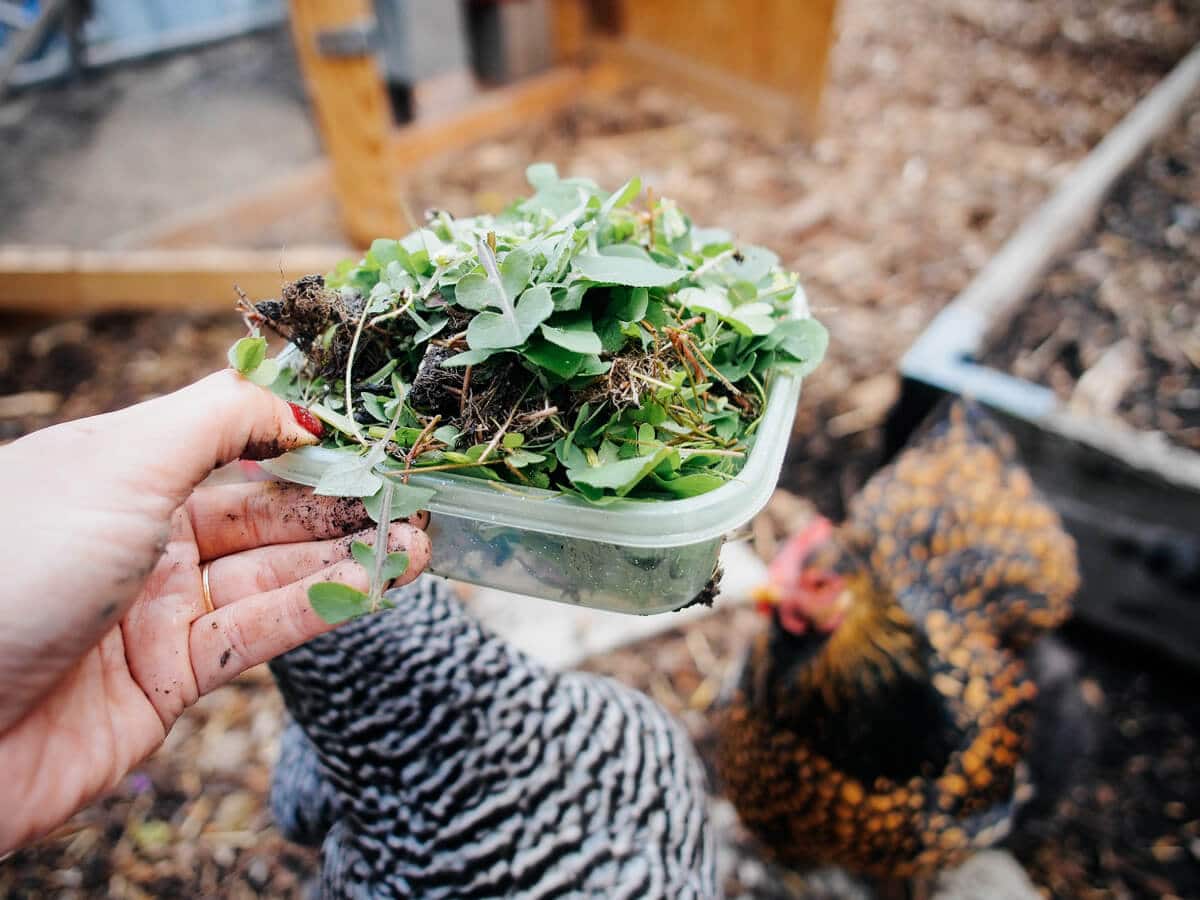 Weeds like dandelions, clover, and oxalis are free and nutritious greens for chickens
