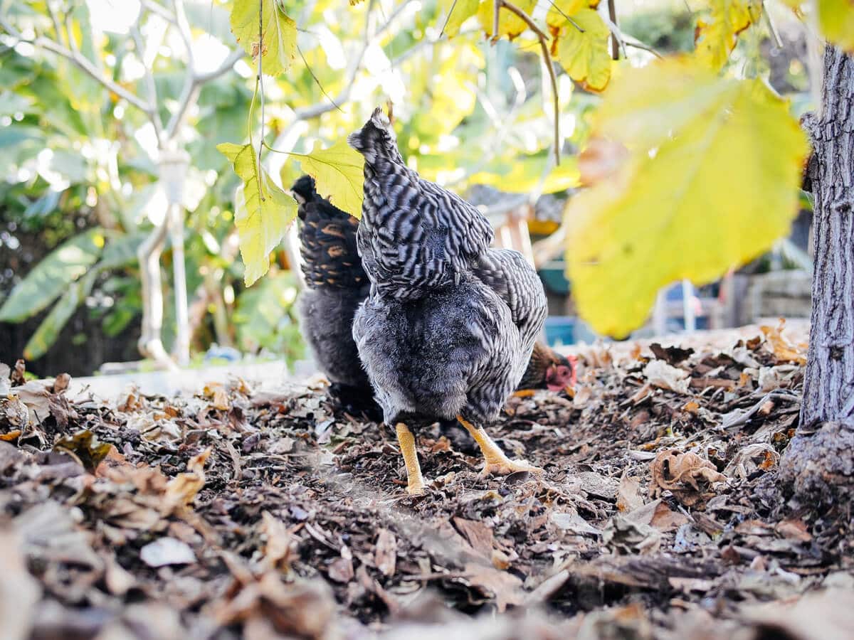 Chickens digging through leaf piles and layers of mulch for grubs