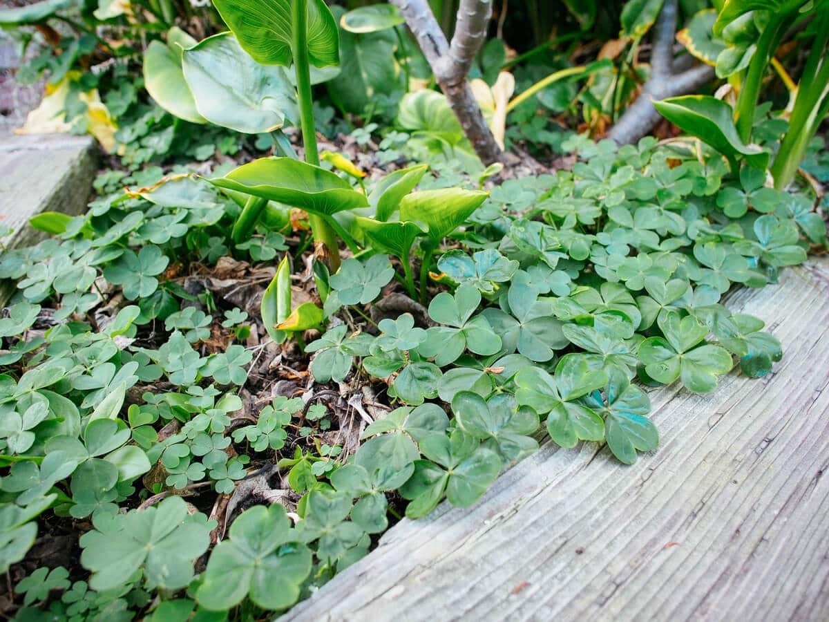 Weeds such as oxalis (wood sorrel) are highly nutritious for chickens