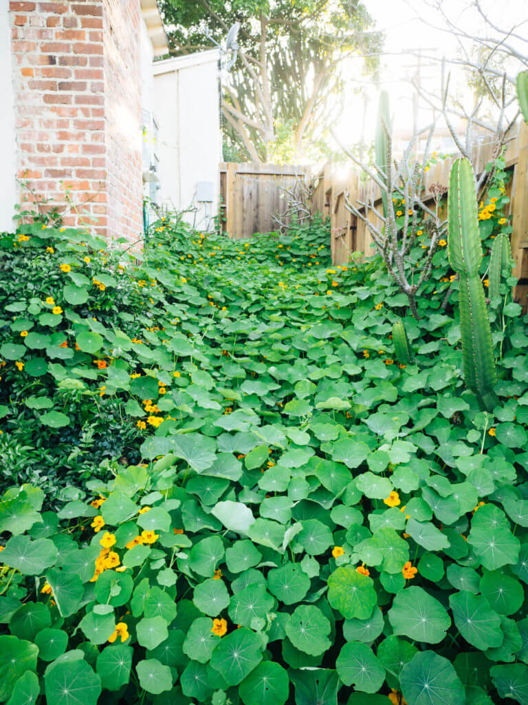 Best Edible Ground Covers for Vegetable Gardens