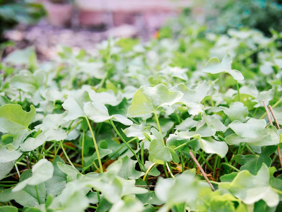 True French sorrel grows low to the ground to form an edible ground cover