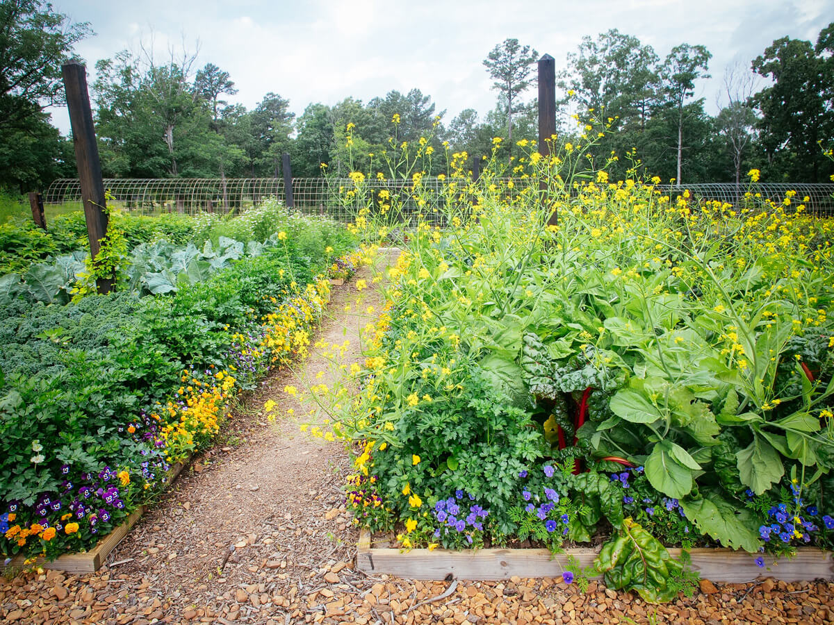 A well laid-out vegetable garden with beneficial flowers