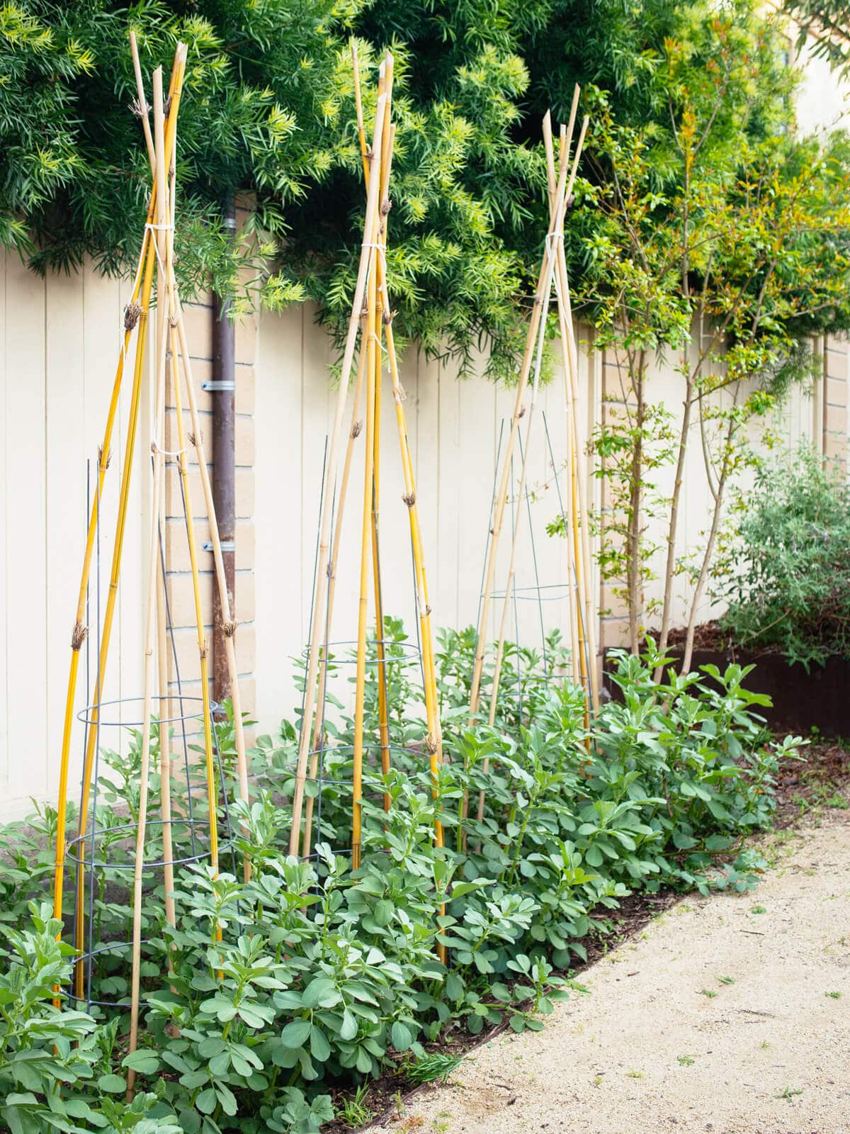 Fava bean plants supported with bamboo teepees