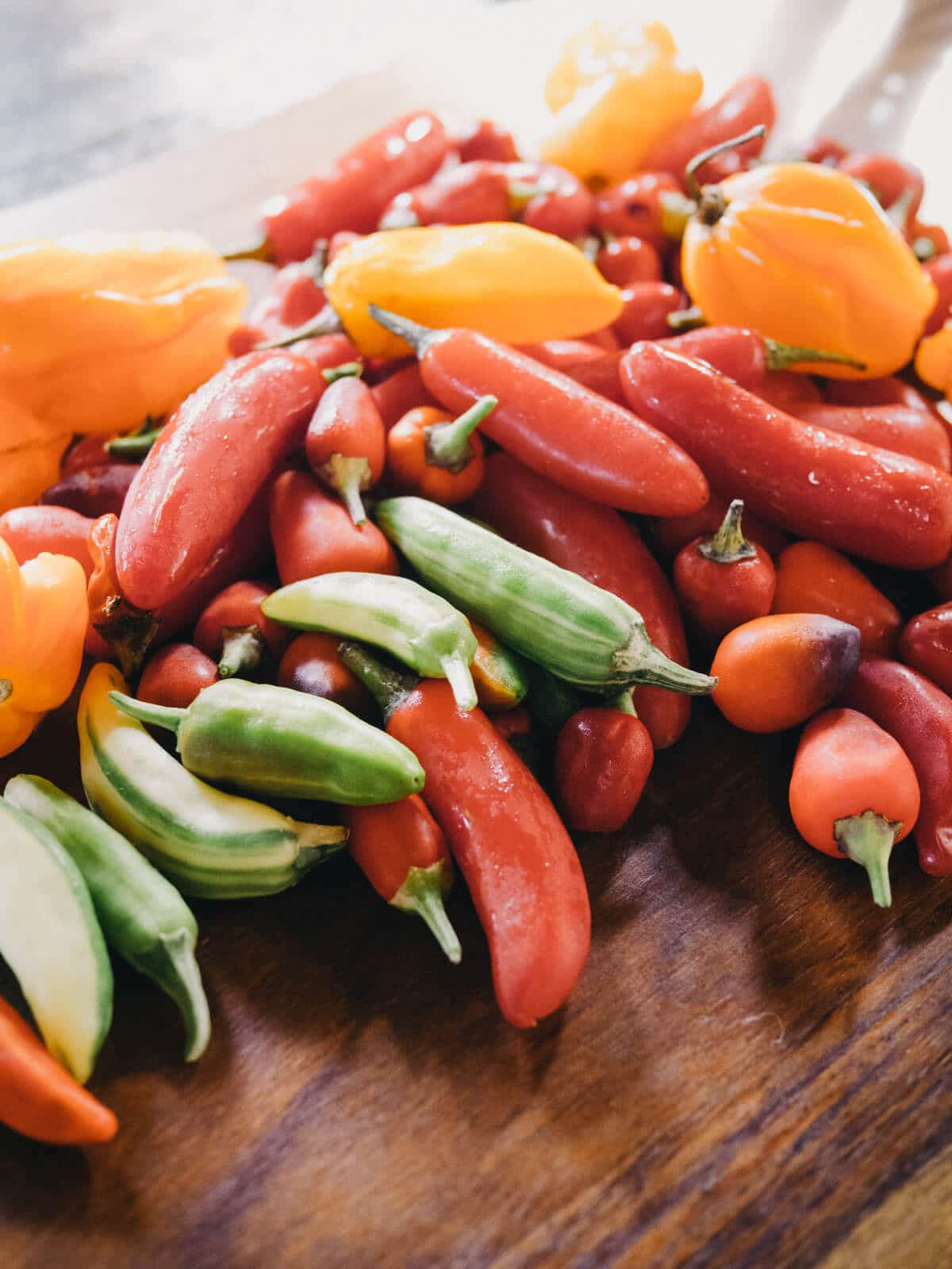 Chile pepper harvest