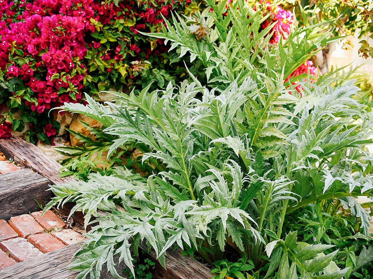 Artichoke plants used as ornamental landscaping
