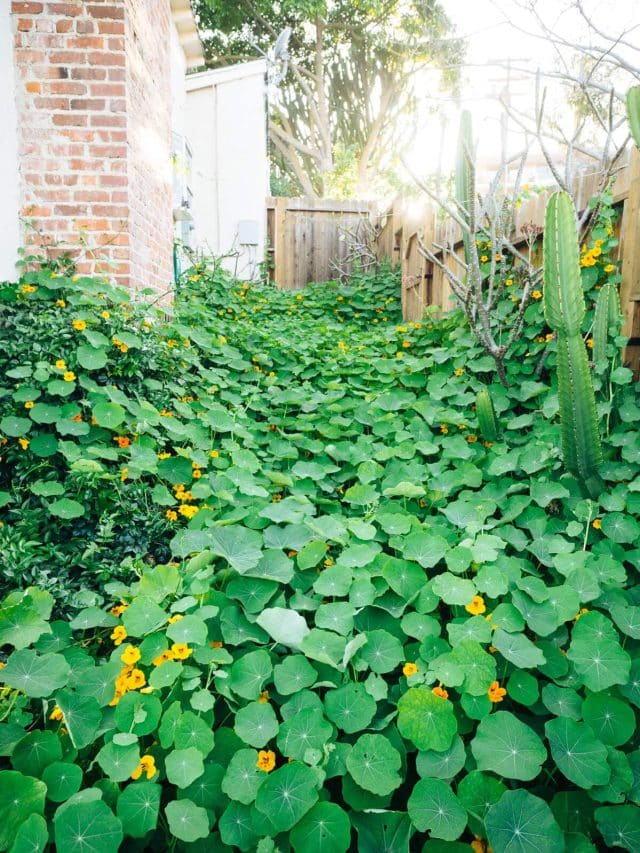 Edible ground covers for vegetable gardens