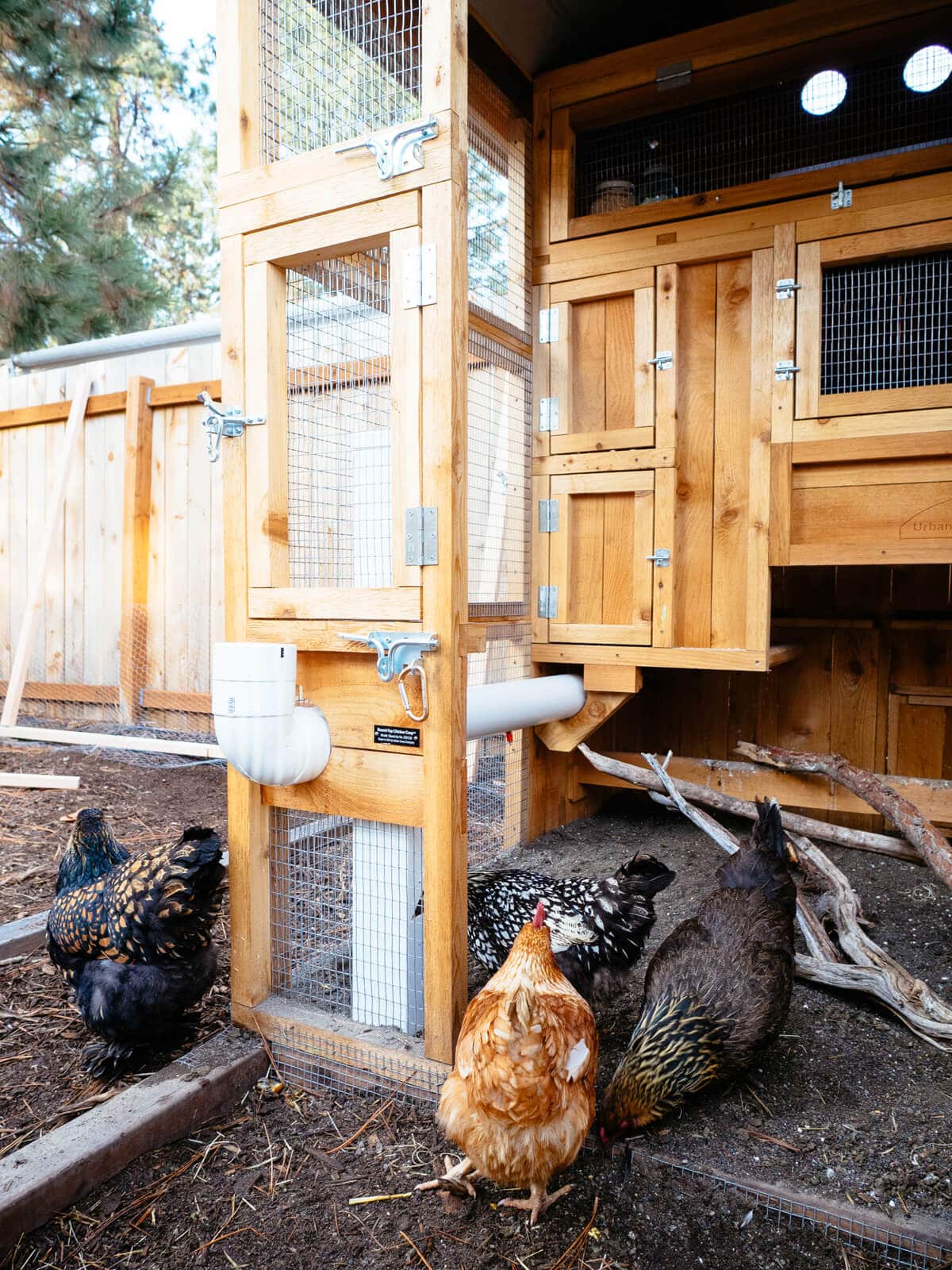 Security for Chicken Coops: Tips for Predator-Proofing and Protecting Your Backyard Flock
