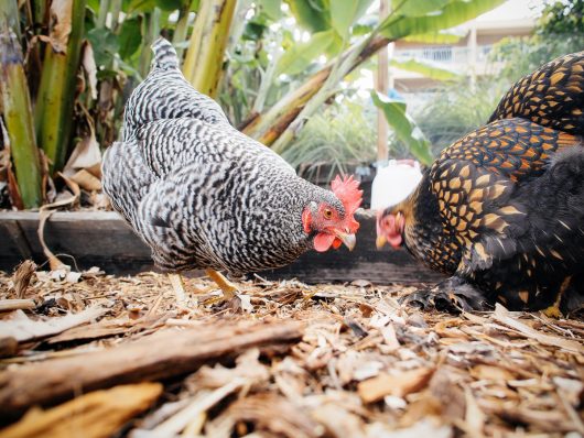 Free-ranging chickens