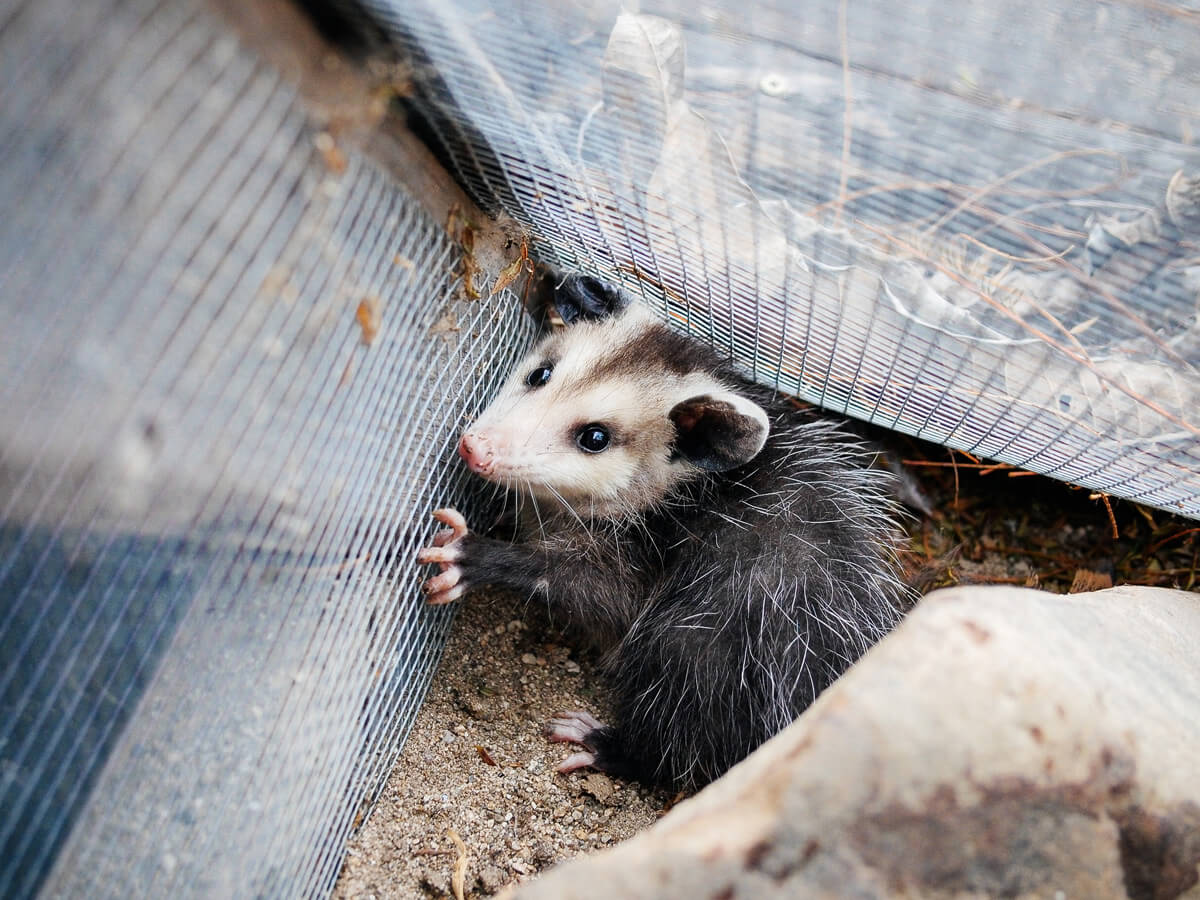 Opossums can find their way into your coop or run