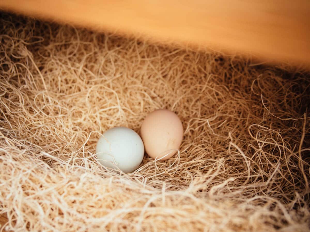 Collect all eggs right away to deter predators and rodents