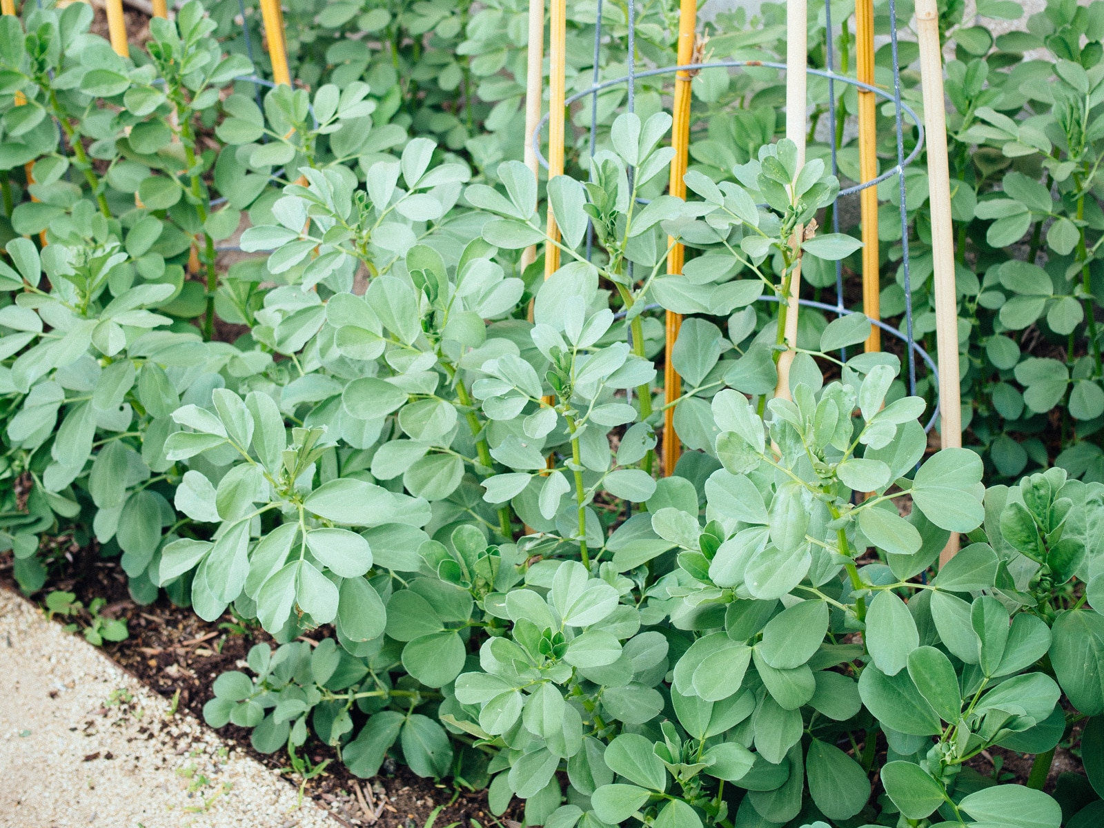 Plant fava beans as a cover crop