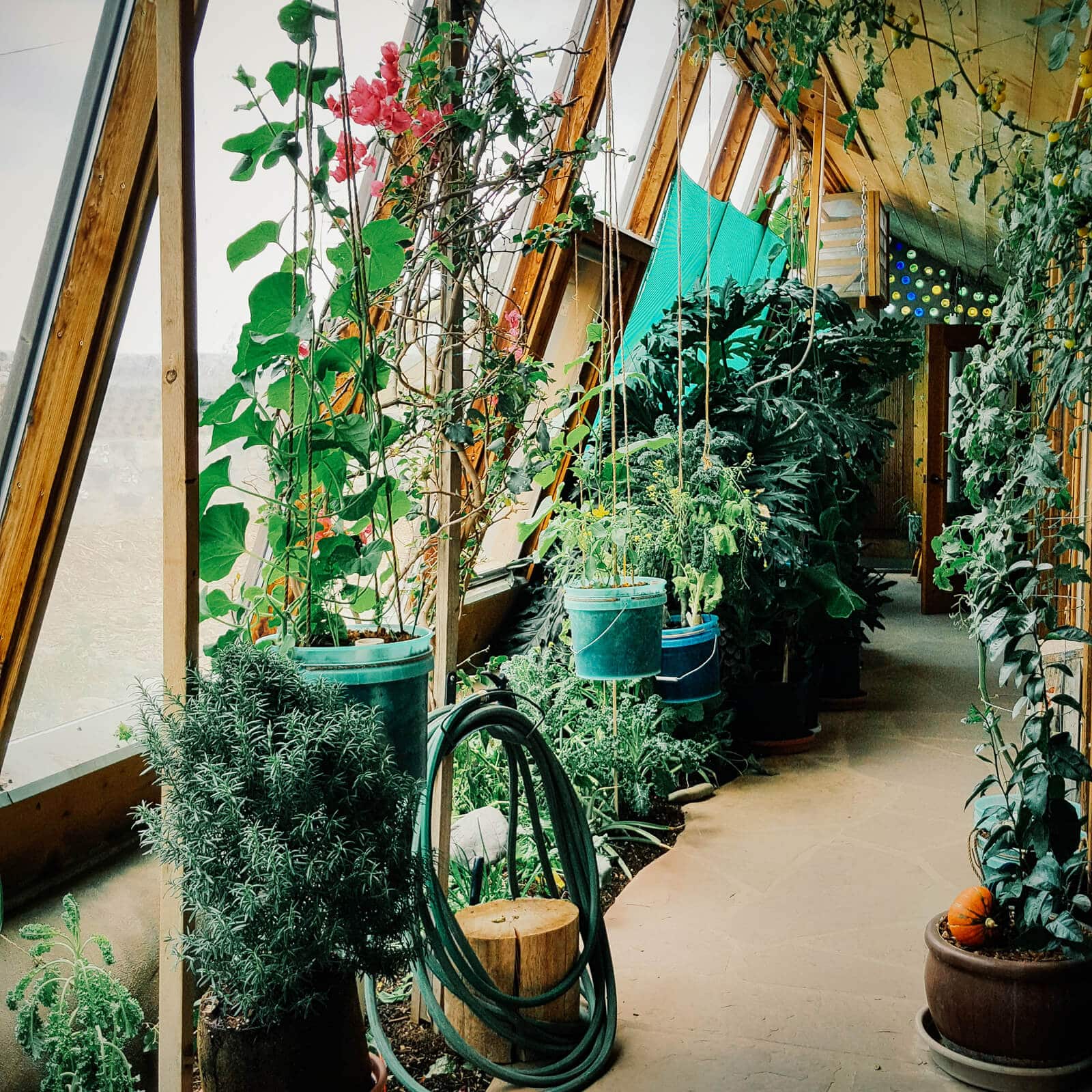A working greenhouse garden in the Earthship Biotecture visitors' center