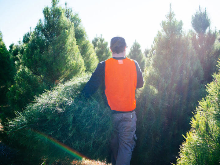 7 Proven Tips and Tricks to Make a Christmas Tree Last Longer Garden