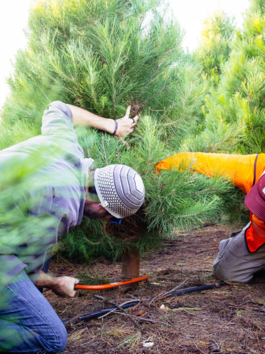 Cut down your own Christmas tree to get the freshest tree possible