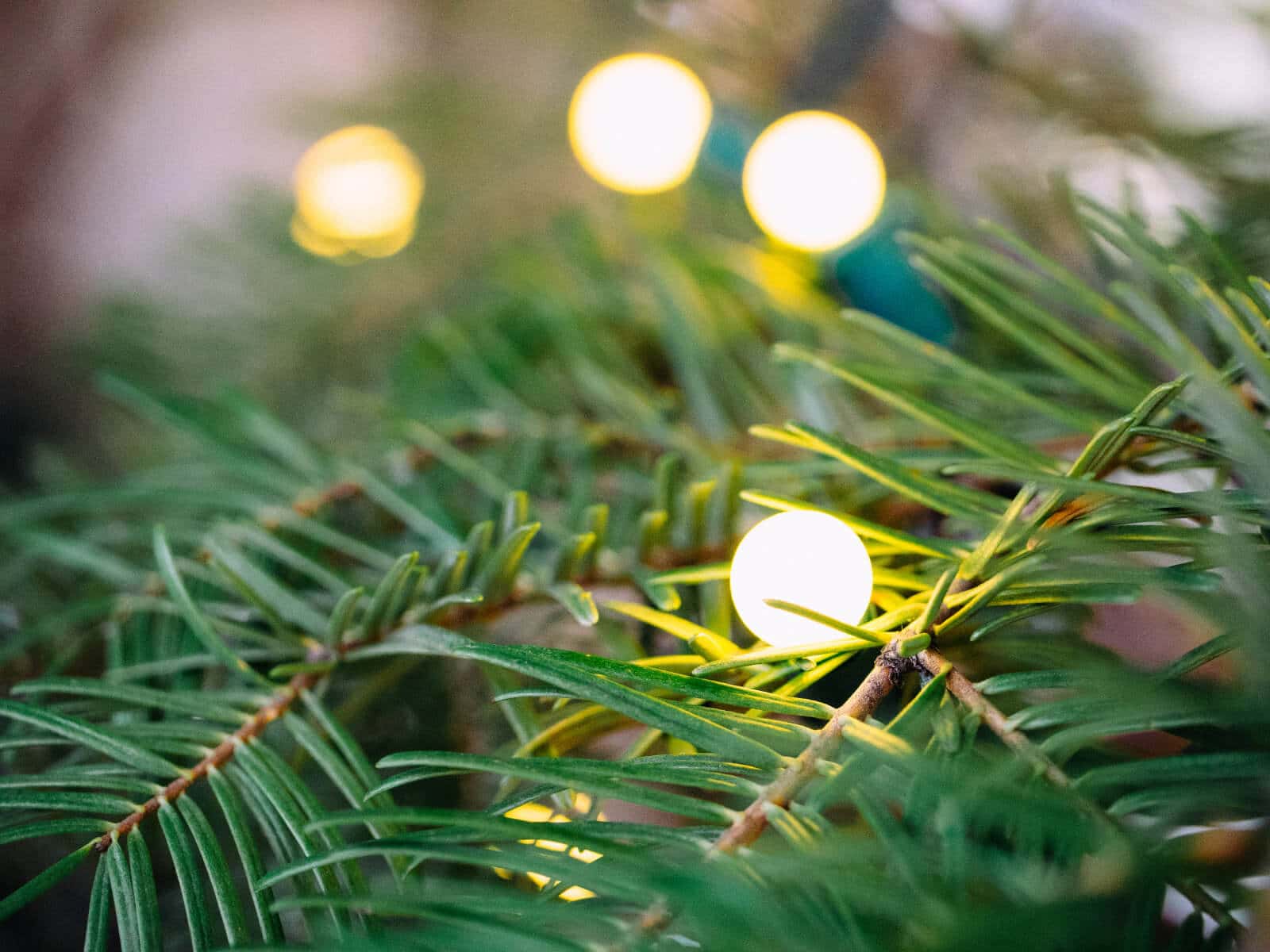 Use LED string lights to keep your Christmas tree from drying out too quickly